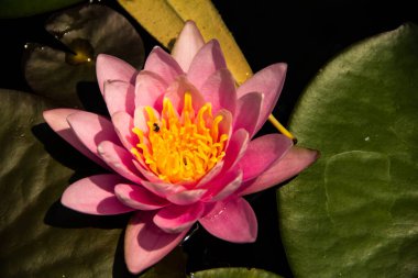 Pembe nilüfer çiçeğine yaklaş. 