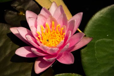 Pembe nilüfer çiçeğine yaklaş. 