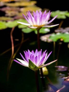 Pembe nilüfer çiçeğine yaklaş. 