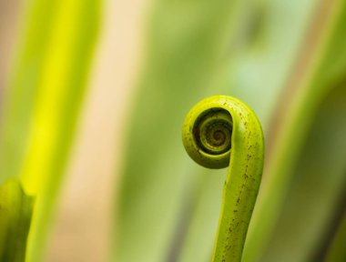 Eğreltiotunun taze yaprağı Doğa arkaplanı. Yakın plan.