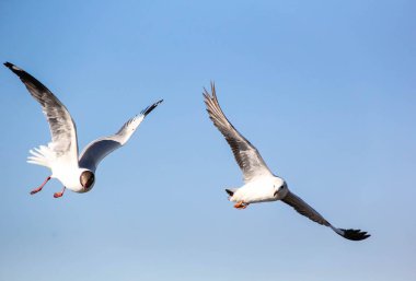 Mavi gökyüzünde iki martı uçuyor.