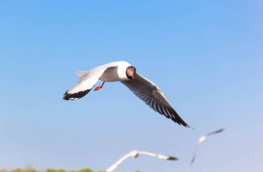 Mavi gökyüzü arka planına sahip uçan bir martı.