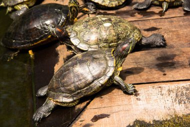 bir kaplumbağa gölet