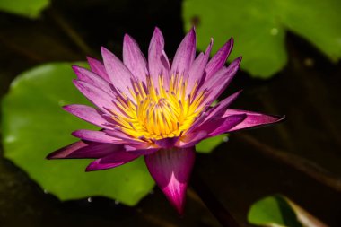 Göletteki mor nilüfer çiçeğine yakın