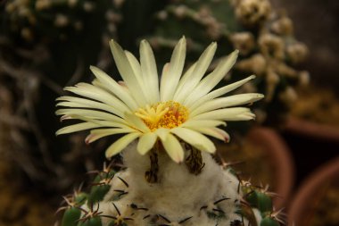 kaktüs çiçeği yakın çekim