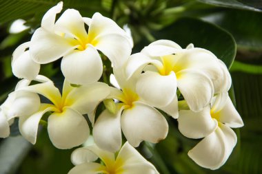 Beyaz frangipani çiçekleri, Plumeria çiçekleri açan