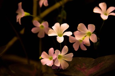 Bahçedeki pembe çiçek.