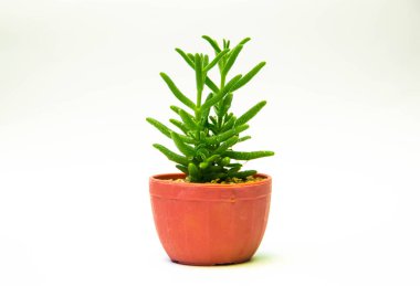 Kaktüs beyaz arkaplanda izole