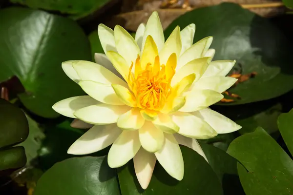 Close up of yellow lotus flower in pond