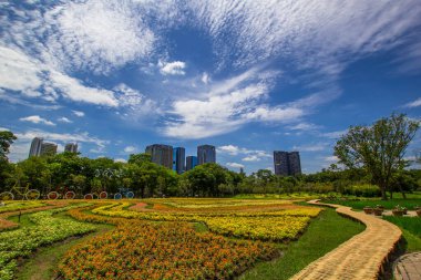 Bahçe Zinnia çiçeği..