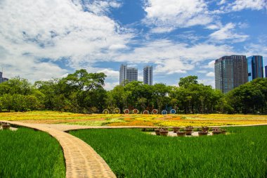 Bahçe Zinnia çiçeği..