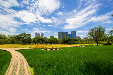 Güzel yeşil park, yeşil çimenli ve ağaçlı halk parkı.