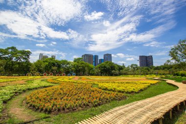 Bahçe Zinnia çiçeği..