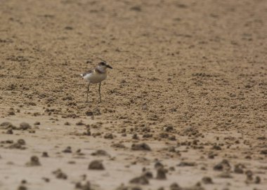 Daha az kum cılıbıt. Charadrius mongolus.