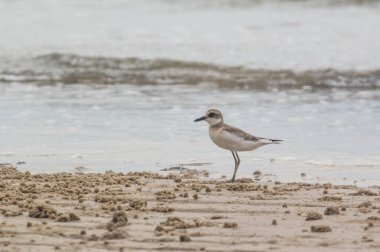 Daha az kum cılıbıt. Charadrius mongolus.