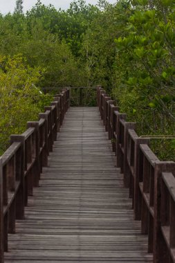 Mangove ve ahşap köprü doğal arka plan.