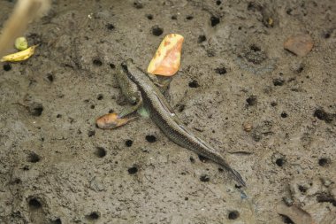 Mavi benekli çamur kaptanı Tayland 'da yaşıyor.