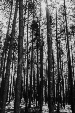 Chiangmai 'deki çam ağaçlarının manzarası. Tayland.