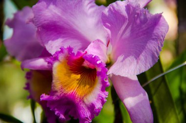 Yakın çekim güzel orkide