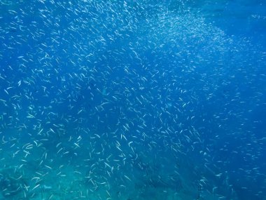 Suyun altında yüzen bir grup balık.