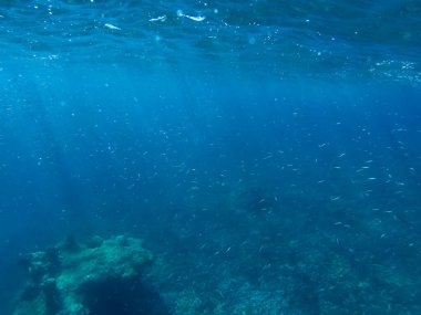 Tropik bir resifte canlı sert ve yumuşak mercanlar.
