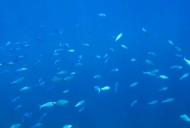 Suyun altında yüzen bir grup balık.