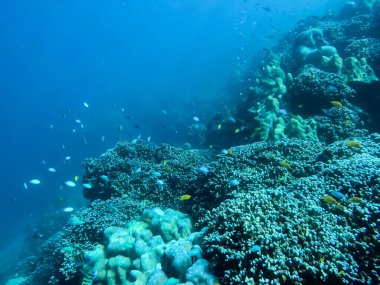 Tropik bir resifte canlı sert ve yumuşak mercanlar.