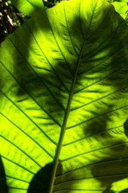 tropikal bitki büyük yaprak closeup doku 