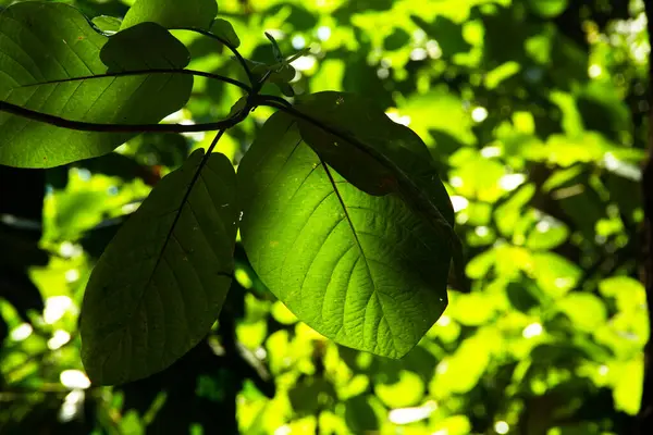 Tropical plant big leaf closeup texture