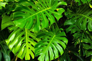Philodendron Monstera oblika, yeşil yaprak arkaplan, koyu ton