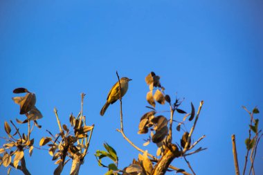 Kuru ağaç dalı Bubul (Pycnonotus blanfordi) kuş çizgi kulaklı