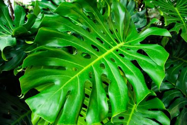 Philodendron Monstera oblika, yeşil yaprak arkaplan, koyu ton
