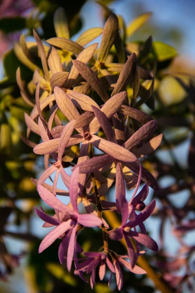 Close up purple tropic flower. Petrea volubilis violet flower