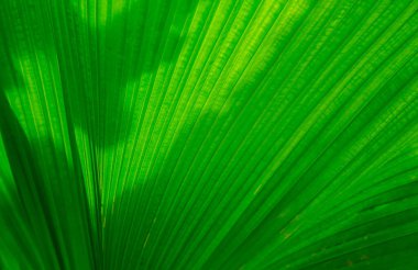 arka planlar ve dokuları için yaprak yeşil makro