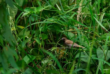 Yeşil çimen arka planında tünemiş pullu göğüslü Munia