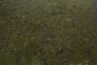 Yeşil su nehrinde karışık balık çeşitleri olan balıklar..