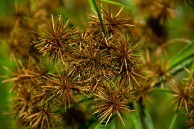 Çiçek açan sarı çiçek tarlası arkaplanının kapanışı