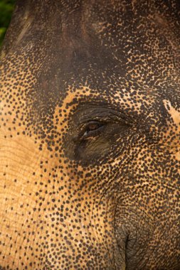 Tayland filinin derisini ve gözünü kapat..