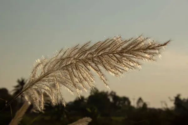 stock image Flowers grass blurred bokeh with light background