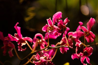 yeşil zemin üzerine güzel orkide