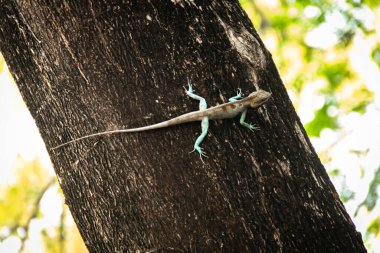 Ağaçta mavi bukalemun. Doğa arkaplanı