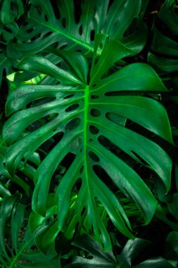 Vahşi doğada yetişen Monstera fildişi bitkisinin yeşil yaprakları, tropikal orman bitkisi