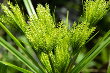 Yakın plan Mısırlı papirüs. (Cyperus papirüsü L).)