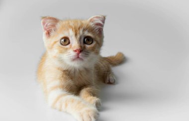 Beyaz arkaplanda kızıl tekir kedicik