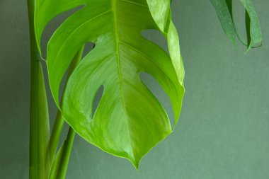 Philodendron Monstera oblika, yeşil yaprak arkaplan