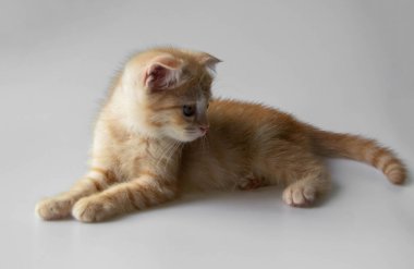 Beyaz arkaplanda kızıl tekir kedicik