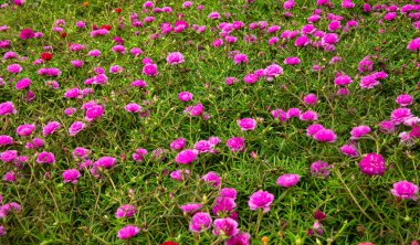 Purslane, Verdolaga, Pigweed, Little Hogweed, Pusley güzel çiçek tarlası güneşli bir günde