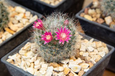Tropikal Kaktüs Doku Arkaplanının Fotoğrafı