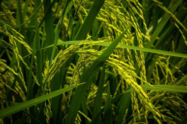 Çeltik pirinç fabrikasını kapatın. Spike pirinç tarlası