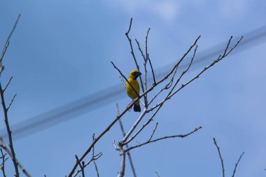 Doğanın arka planında kuşun (Asya altın dokumacı) görüntüsü